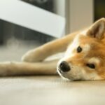 Shiba Inu movimenta 64 Bilhões de tokens em 24 horas: o que o indicador de sobrevenda diz sobre o futuro do ativo Shiba Inu movimenta 64 Bilhões de tokens em 24 horas: o que o indicador de sobrevenda diz sobre o futuro do ativo