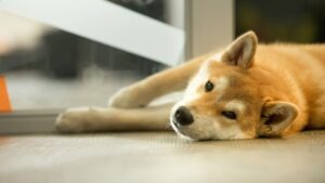 Shiba Inu (SHIB) analise tecnica mostrando correcao e suporte no mercado de criptomoedas hoje; Shiba Eternity