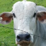 Vacas tokenizadas? Projeto da B3 mostra que nem toda tokenização usa blockchain