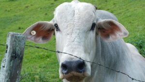 tokenização de gado como garantia de empréstimo no agronegócio B3